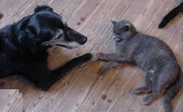 Dog and Cat laying down and touching Paws
