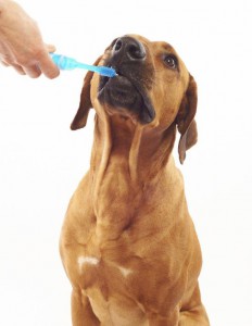 Person brushing a large brown dog's teeth