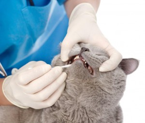 Gray cat getting its teeth brushed