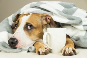 Dog under a blanket holding a coffee mug between its paws