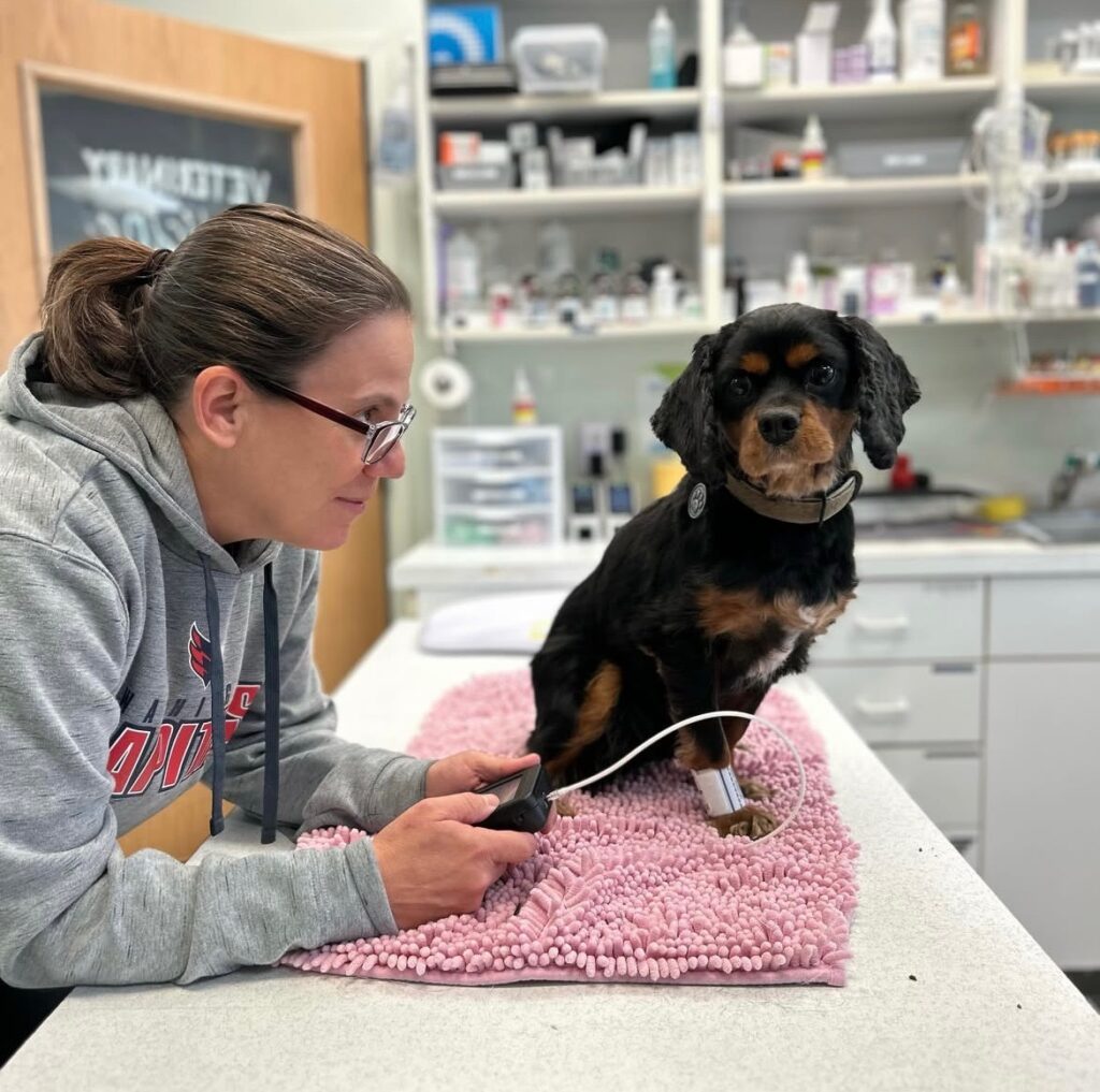 lead veterinarian Dr. Reppuhn with a black and brown king charles spaniel